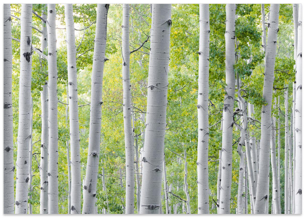Birch Forest