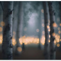 Glowing Birch Forest