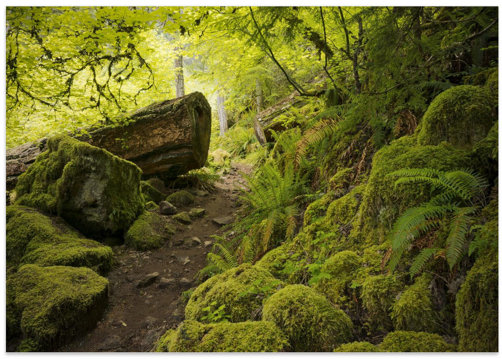 Mossy Path