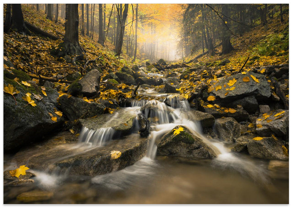 Autum Stream