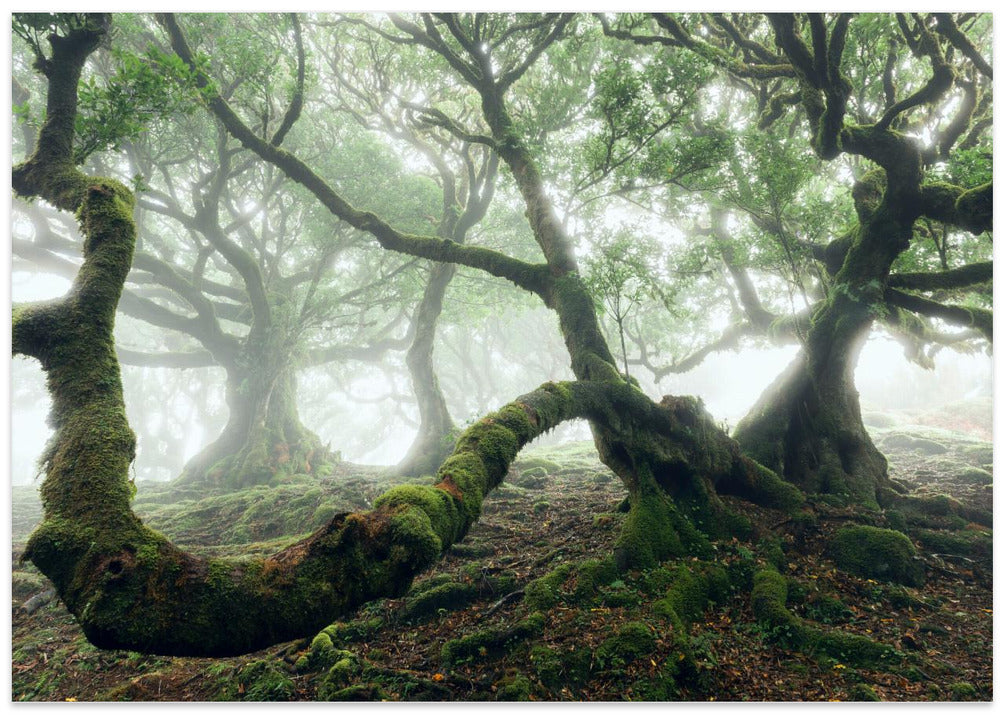 Mystic Laurel Forest