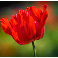 Red Anemone