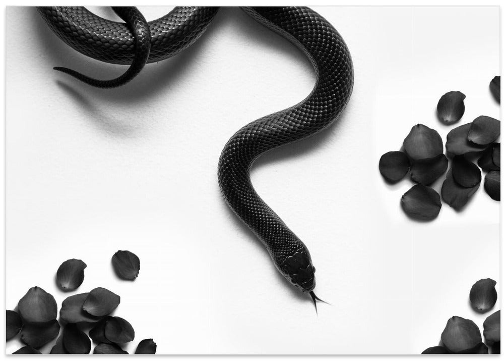 Black Snake Roam