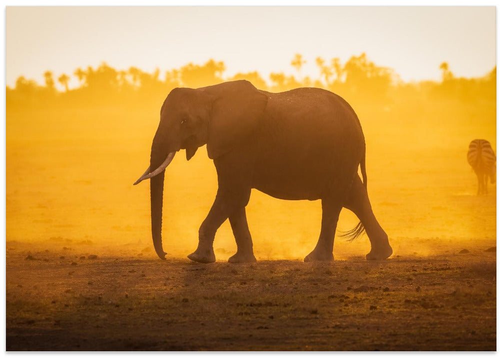 Elephantine Sunrise