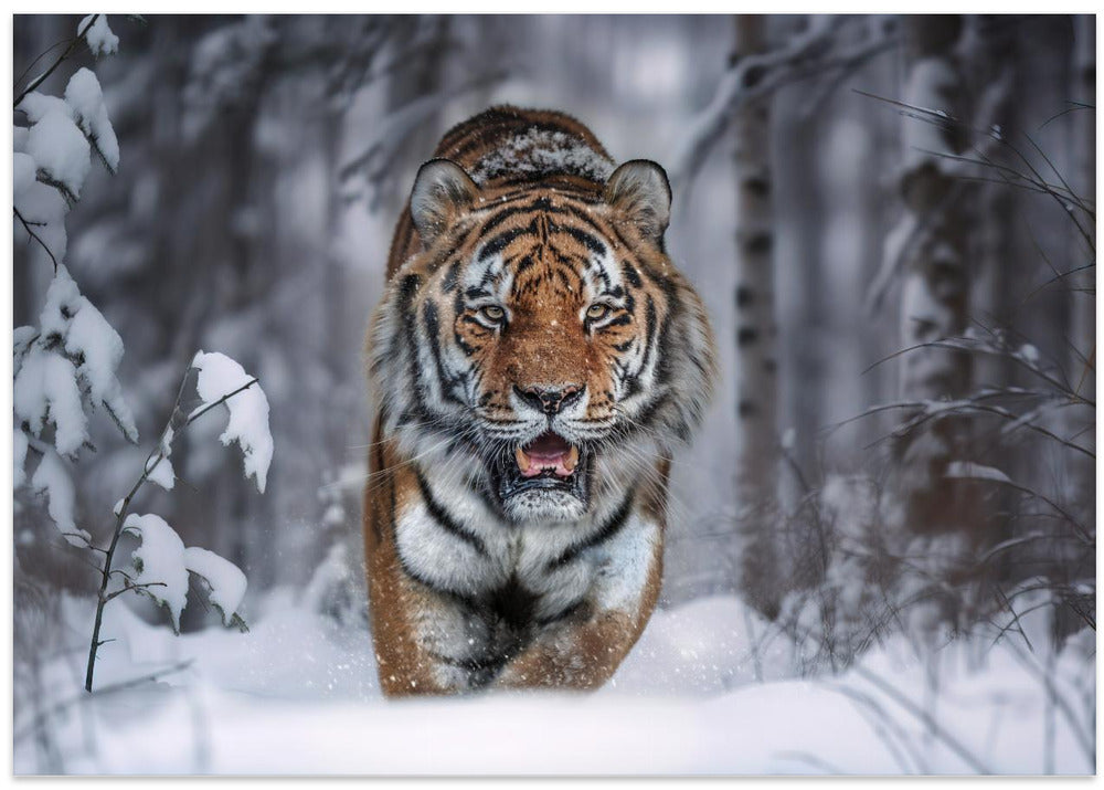 SnowTiger