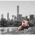 New York Roar