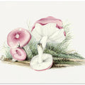 Vintage Russula Emetica Mushroom