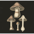 Agaricus Bulbosus  Dark Background