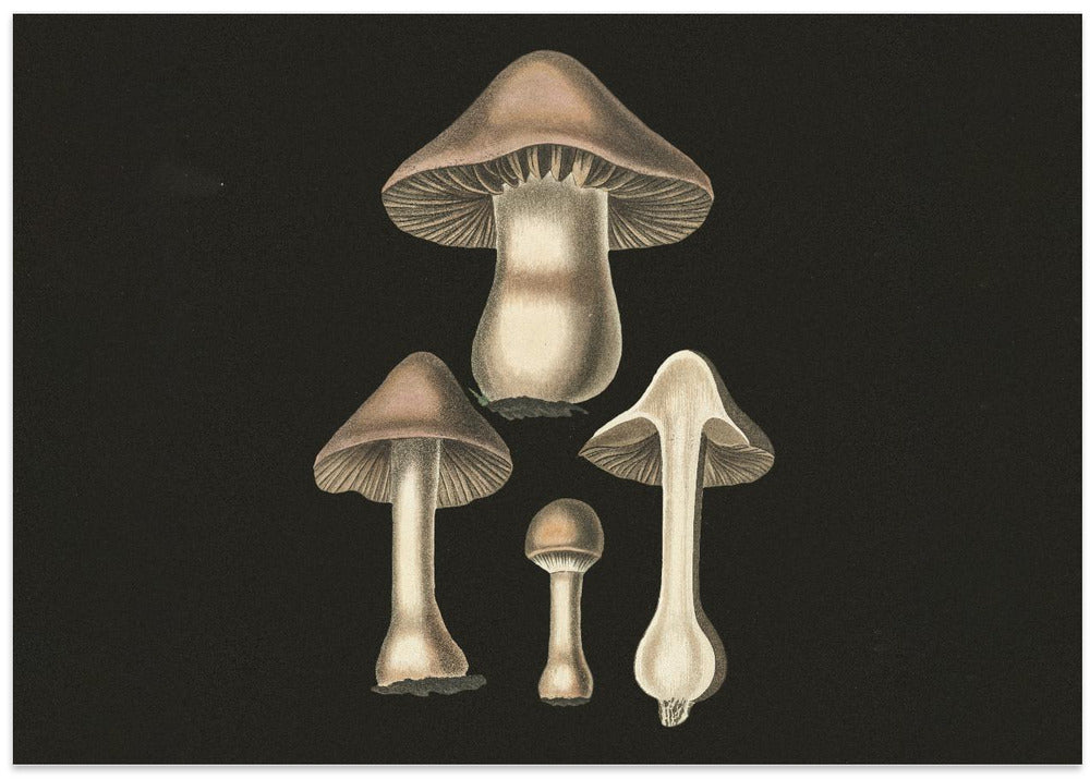 Agaricus Bulbosus  Dark Background