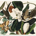 Black Billed Cuckoo From Birds of America (1827)