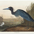 Blue Crane or Heron From Birds of America (1827)