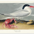 Cayenne Tern From Birds of America (1827)