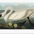 Common American Swan From Birds of America (1827)