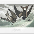 Fork Tailed Petrel From Birds of America (1827)
