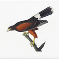 Louisiana Hawk From Birds of America (1827
