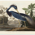 Louisiana Heron From Birds of America (1827)