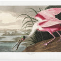 Roseate Spoonbill From Birds of America (1827)