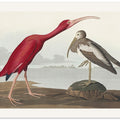 Scarlet Ibis From Birds of America (1827)