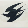 Sooty Tern From Birds of America (1827)