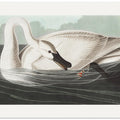 Trumpeter Swan From Birds of America (1827)
