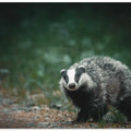 A curious badger in the forest