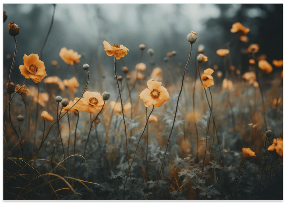Golden Poppy Dream