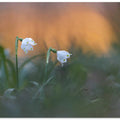 Close-up of white snowflake on field, sunset