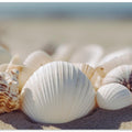 Seaside Shells
