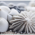 Seashell Serenity