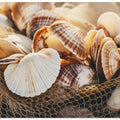 Seashell Symphony