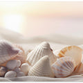 Seashell Serenity