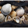 Seashell Tapestry