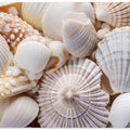 Seashell Symphony