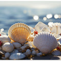 Seashell Serenity