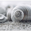 Seashell Serenity