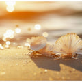Sunlit Seashells