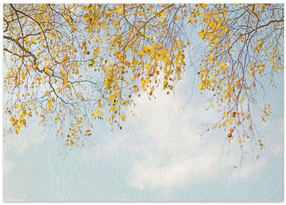 Silver Birch Leaves On Blue Sky