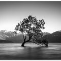 wanaka tree