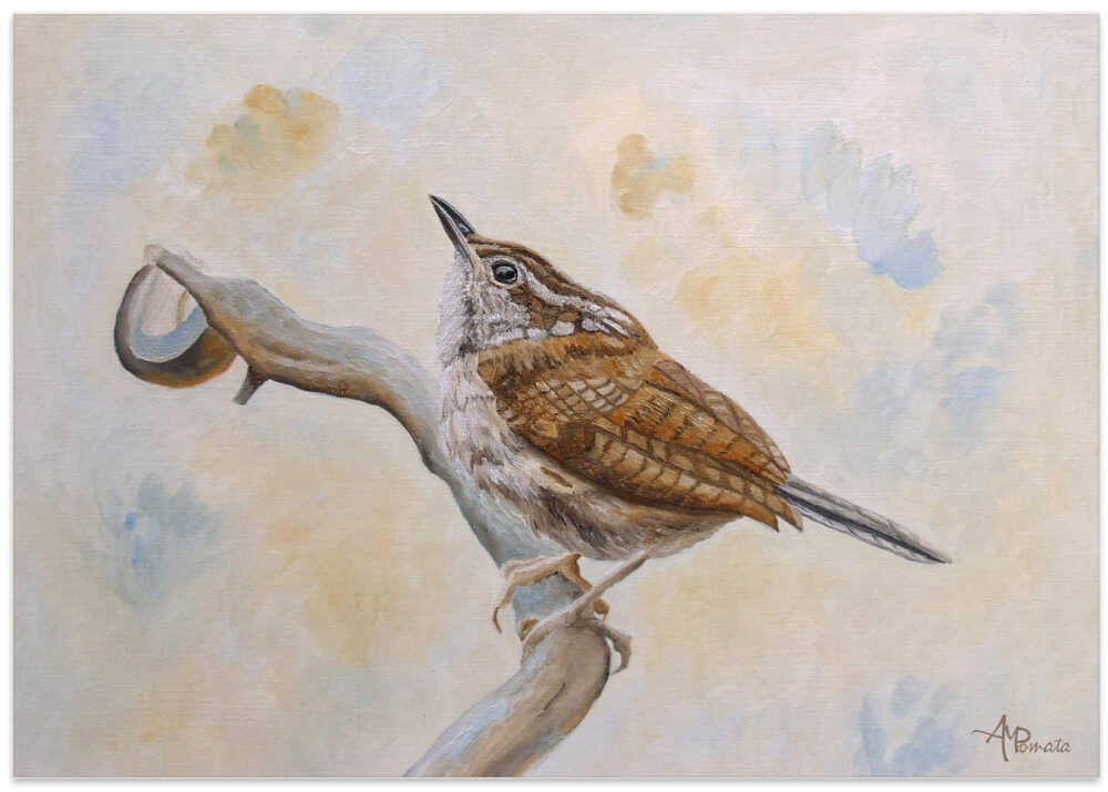 Carolina Wren