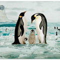 Emperor Penguin Family