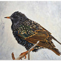 Wrapped Up   European Starling