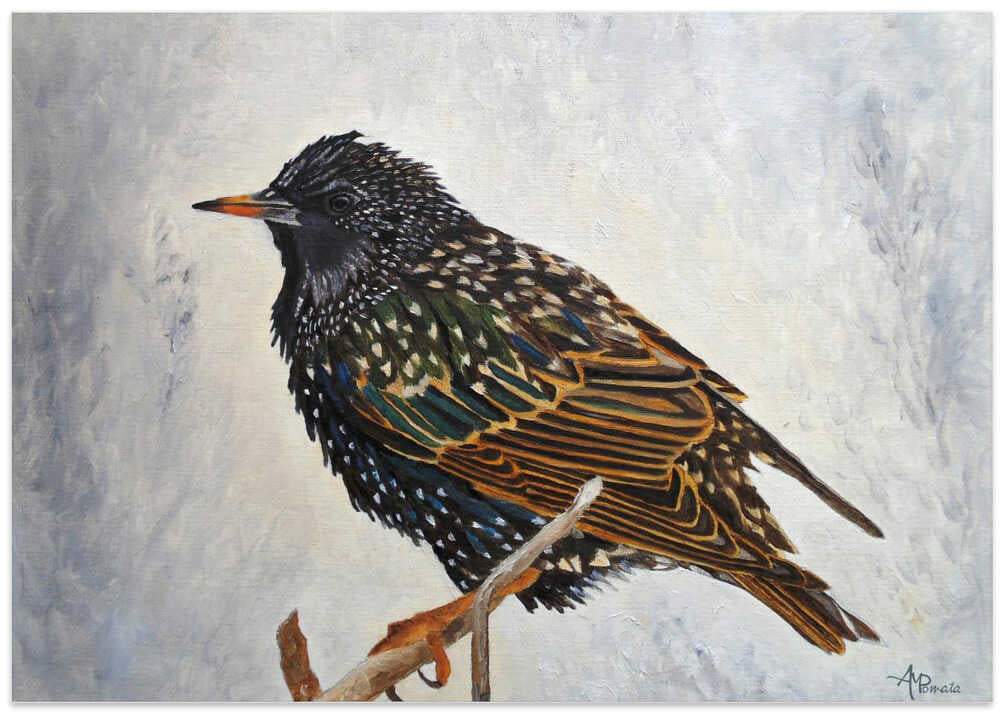Wrapped Up   European Starling
