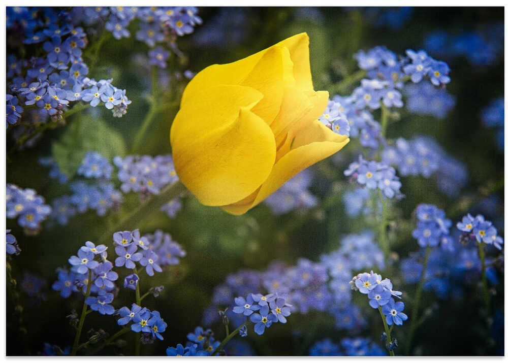 some flowers for Ukraine