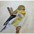 American Goldfinch Portrait