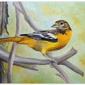 Baltimore Oriole