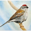 Chiping Sparrow