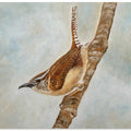 Sweet Carolina Wren