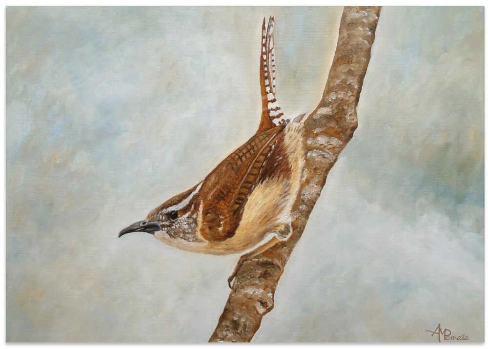 Sweet Carolina Wren
