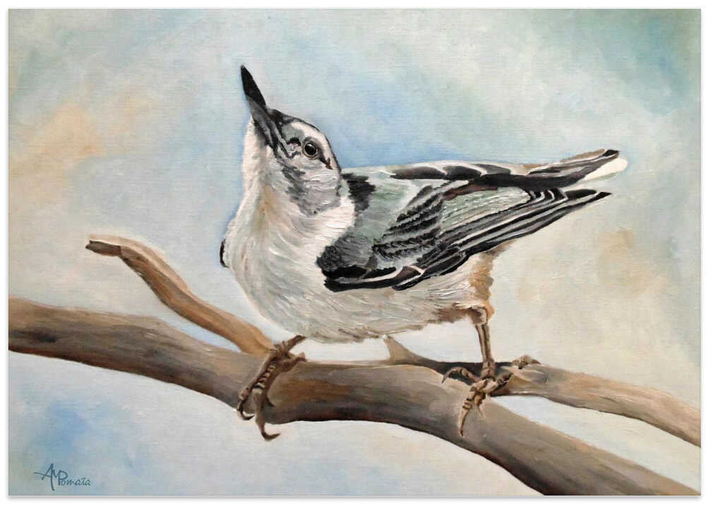 Tuning In   White Breasted Nuthatch