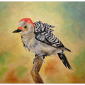Pretty Woodpecker